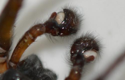 Réf. 277 776 : Amaurobius ferox